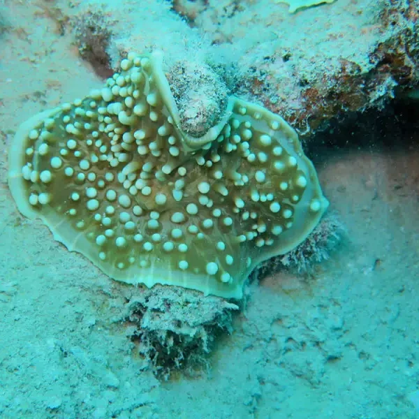 Amplexidiscus fenestrafer green red – small