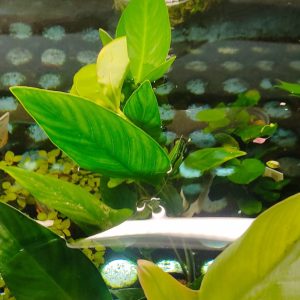 ANUBIAS GRACILIS