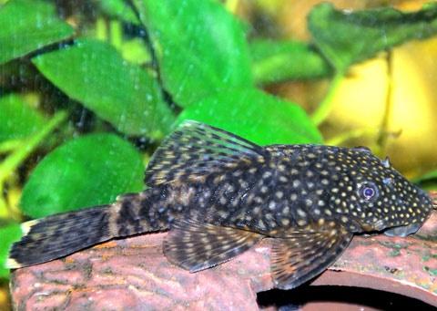 ANCISTRUS SP. - immagine 2