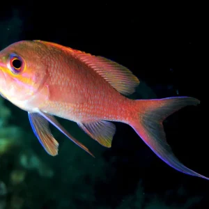 ANTHIAS SP