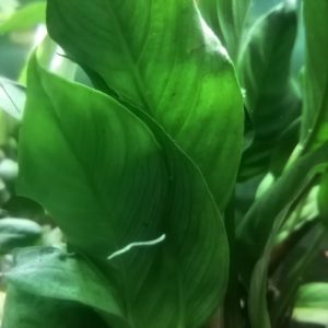 ANUBIAS HETEROPHYLLA