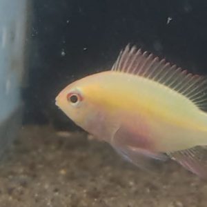 APISTOGRAMMA RAMIREZI ORO