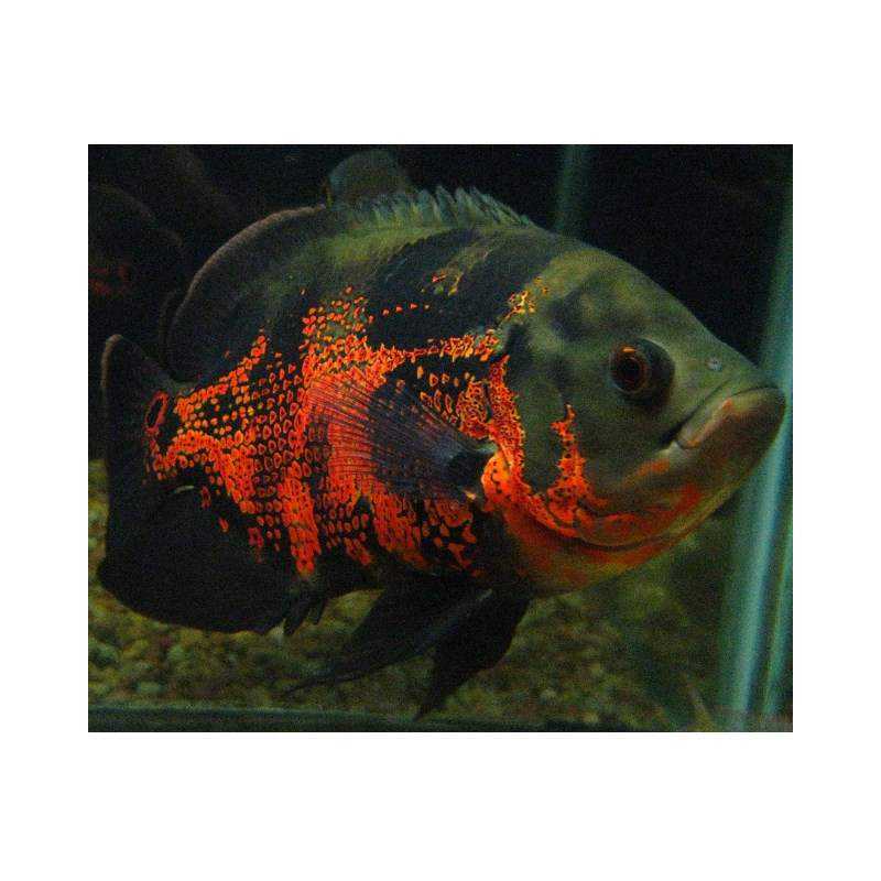 Astronotus ocellatus red - immagine 2