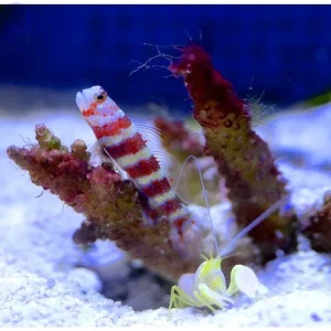 Amblyeleotris wheeleri