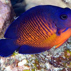 CENTROPIGE BISPINOSA