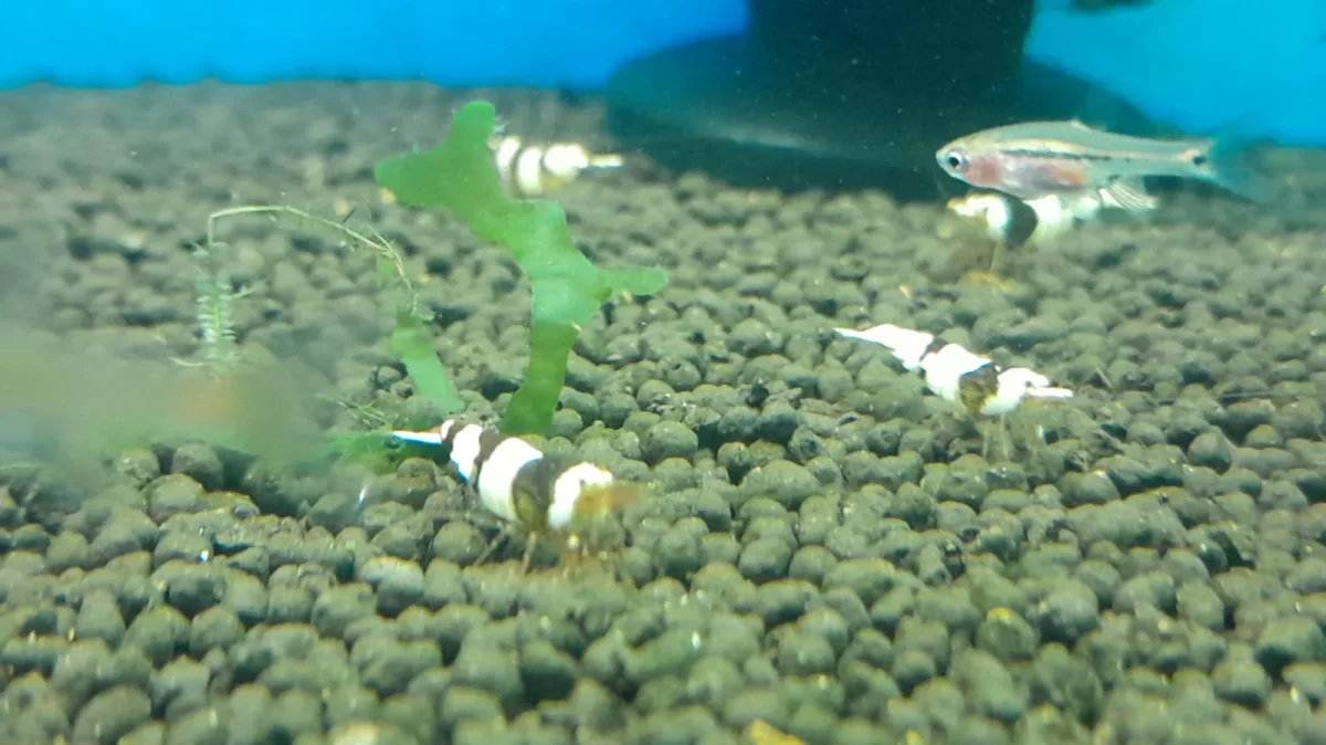 CARIDINA BLACK CRYSTAL - immagine 3