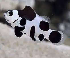 Amphiprion ocellaris black storm