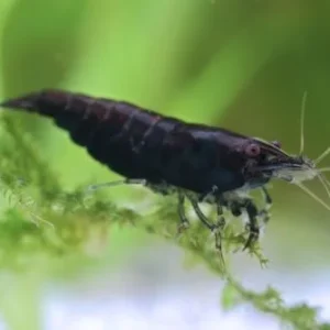 CARIDINA BLACK ROSE