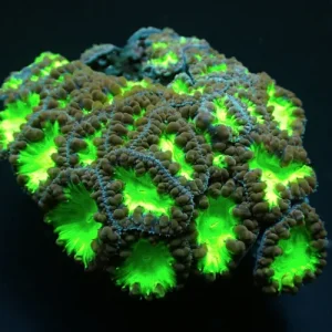 Blastomussa wellsi green bicolor  – 1 calice (grande)