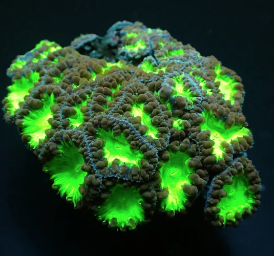 Blastomussa wellsi green bicolor – 1 calice (grande)