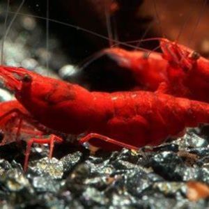 CARIDINA BLOODY MARY