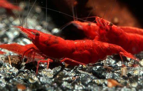 CARIDINA BLOODY MARY - immagine 2
