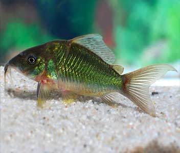 Brochis splendens - immagine 2