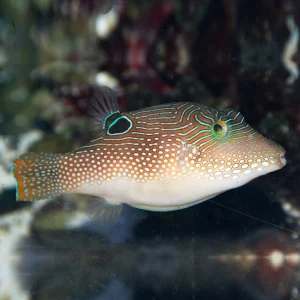 Canthigaster margaritatus