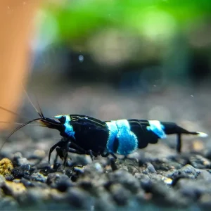 CARIDINA PANDA SHADOW
