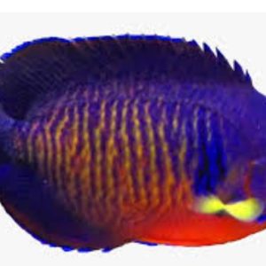 CENTROPYGE BISPINOSUS