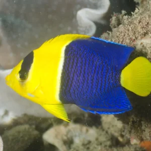 CENTROPIGE BICOLOR