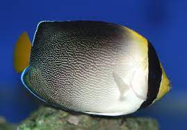 Chaetodontoplus mesoleucus
