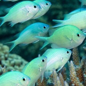CHROMIS VIRIDIS L