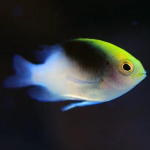 Chrysiptera rollandi