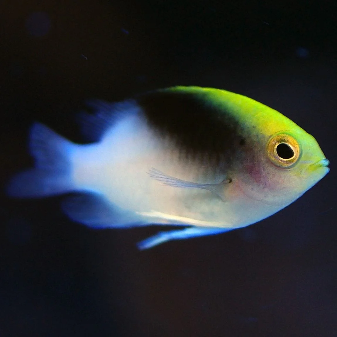 Chrysiptera rollandi - immagine 2