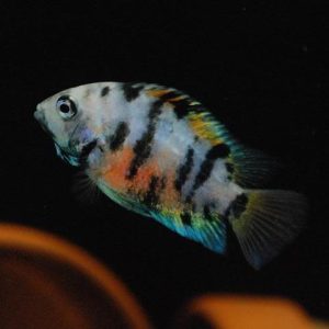 Cichlasoma nigrofasciatum marble