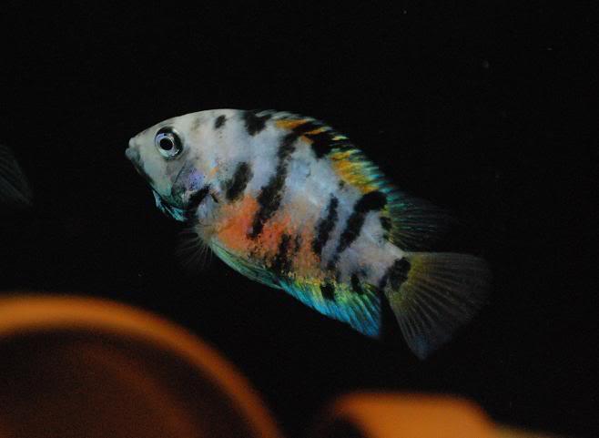 Cichlasoma nigrofasciatum marble - immagine 2