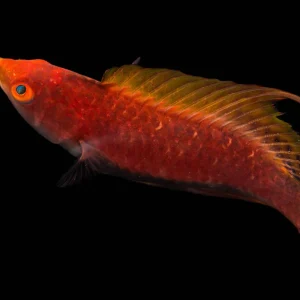 CIRRHILABRUS FILAMENTOSUS