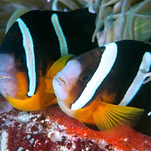 AMPHIPRION CLARKII
