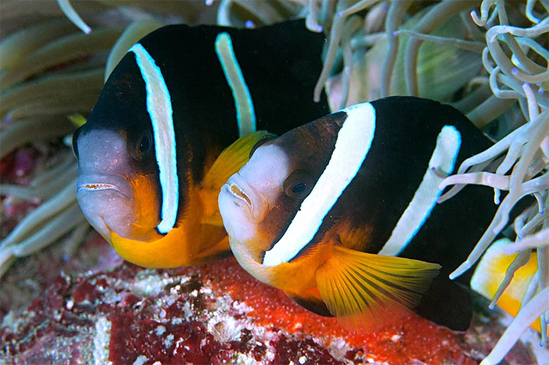 AMPHIPRION CLARKII - immagine 2