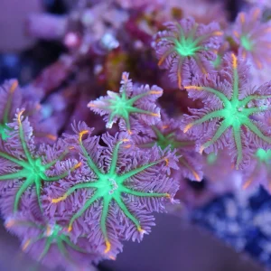 Anthelia papaya tricolor, taglia media