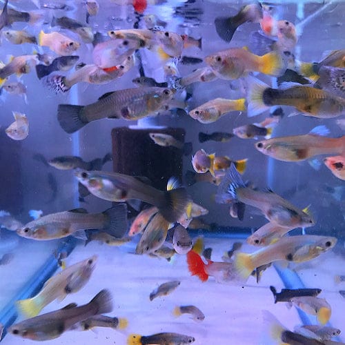 Guppy femmine mix