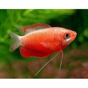 Colisa labiosa rubin red