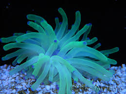 Condylactis gigantea