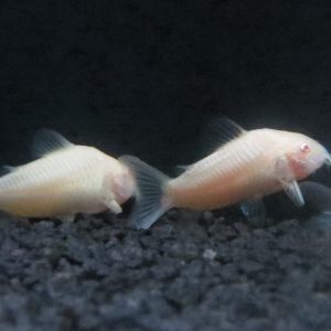 CORYDORAS ALBINO