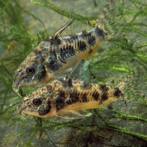 CORYDORAS PALEATUS