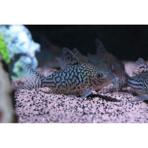 Corydoras sodalis