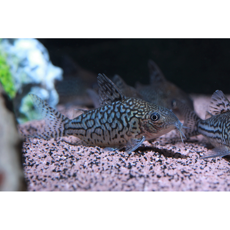Corydoras sodalis