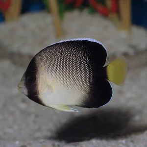 Apolemichthys xanthurus