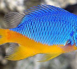 CRISIPTERA HEMICYANEA