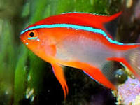 Neoglyphidodon crossi