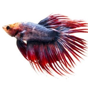 Betta Splendens Crowntail mix