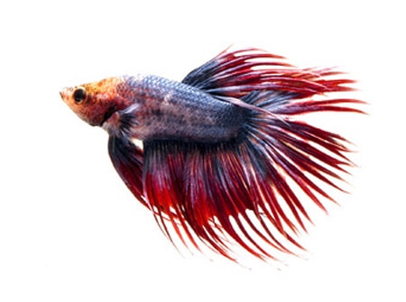 Betta Splendens Crowntail mix - immagine 2