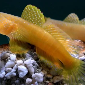 CRYPTOCENTRUS CINTUS