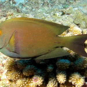 CTENOCHAETUS BINOTATUS