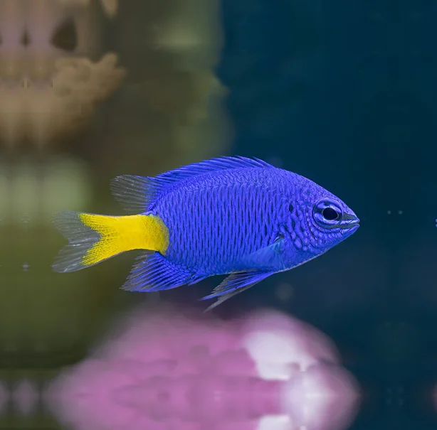 Chrysiptera parasema - immagine 2