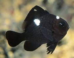 Dascyllus trimaculatus