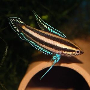 Parosphromenus deissneri