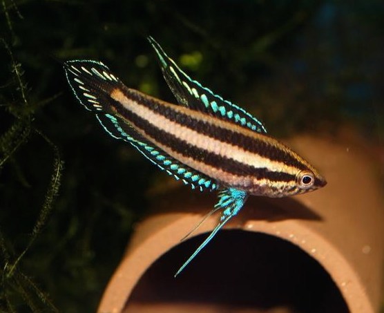 Parosphromenus deissneri