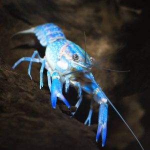 Cherax quadricarinatus